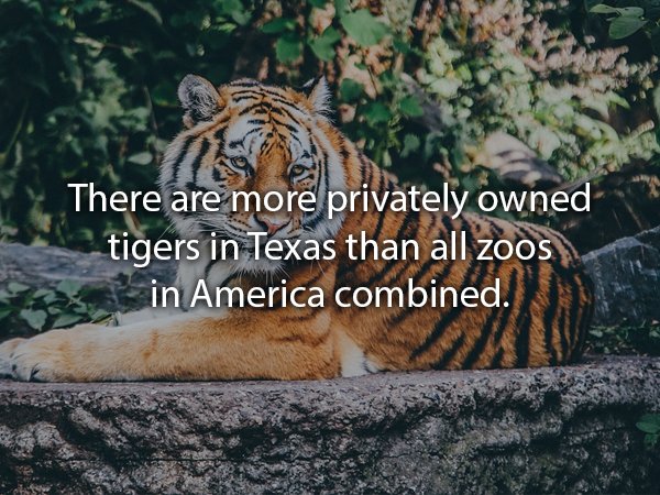 dhorpatan hunting reserve - There are more privately owned tigers in Texas than all zoos sin America combined.