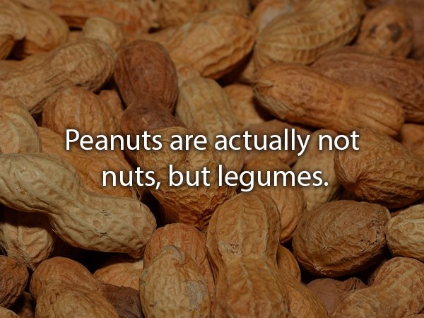 ground nuts dry fruit hd - Peanuts are actually not nuts, but legumes.