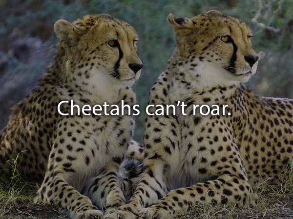 fast can a cheetah run - Cheetahs can't roar.
