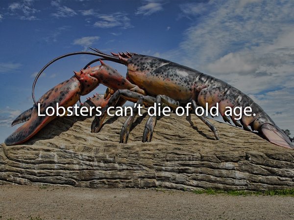 shediac - Lobsters can't die of old age.