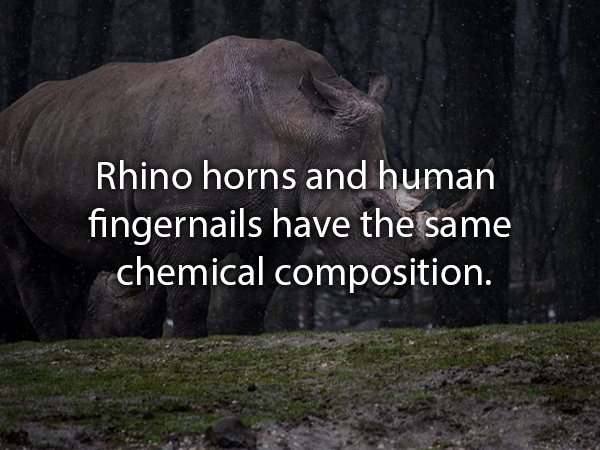 Rhino horns and human fingernails have the same chemical composition.
