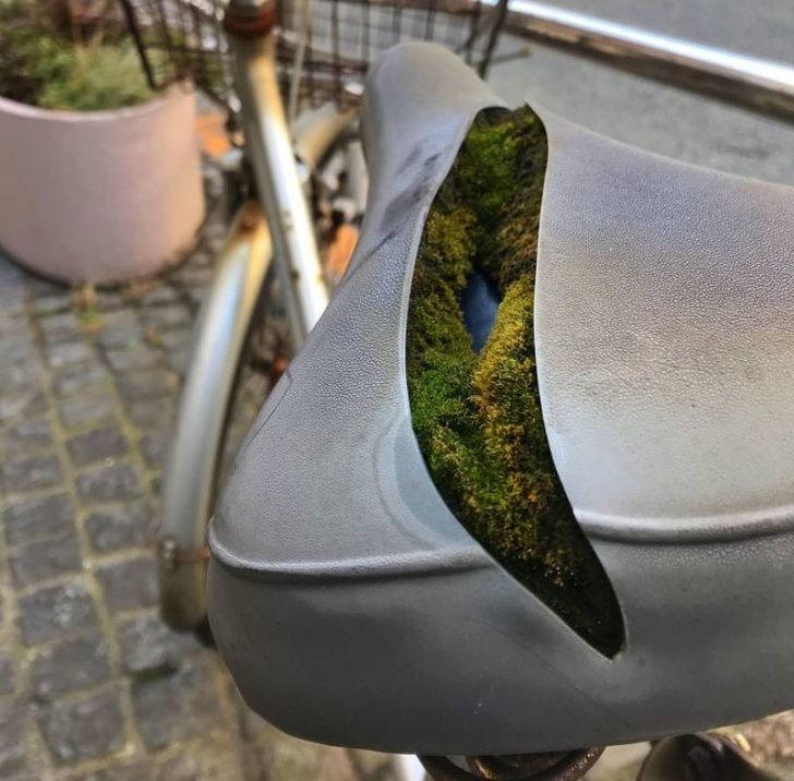 bike seat moss