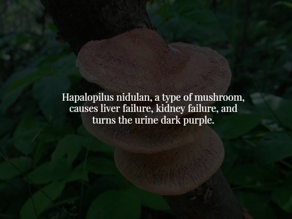 medicinal mushroom - Hapalopilus nidulan, a type of mushroom, causes liver failure, kidney failure, and turns the urine dark purple.