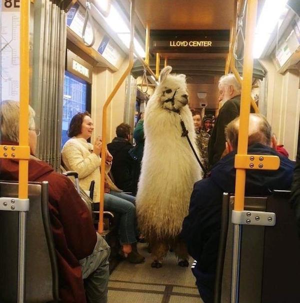 llama on a train - 8E Lloyd Center O