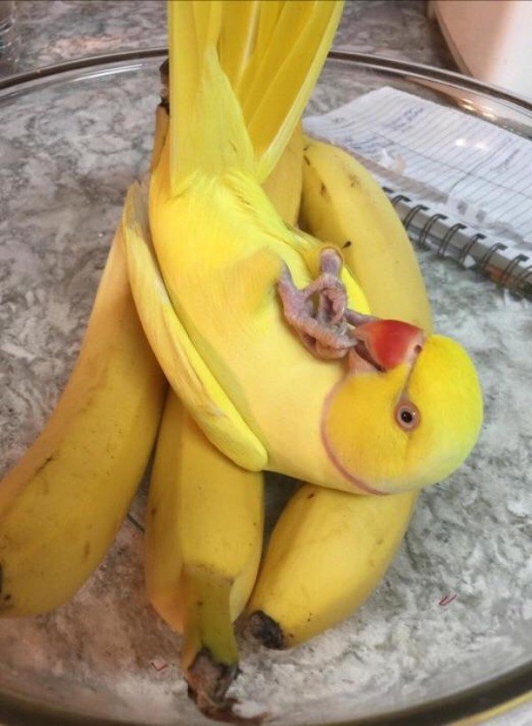 bird and banana