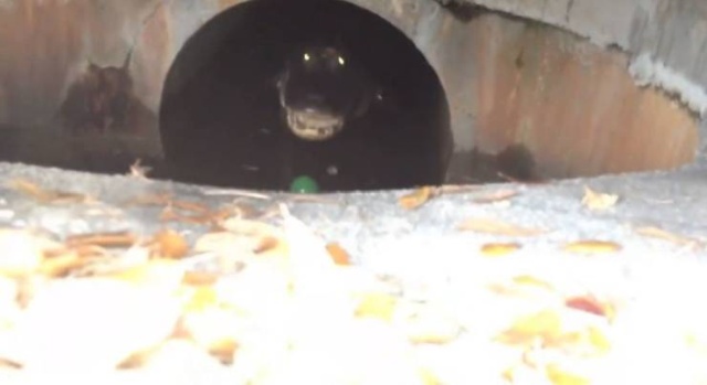 alligator in my sewer