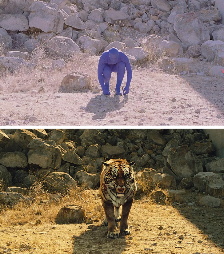 The tiger in Westworld is actually a human.