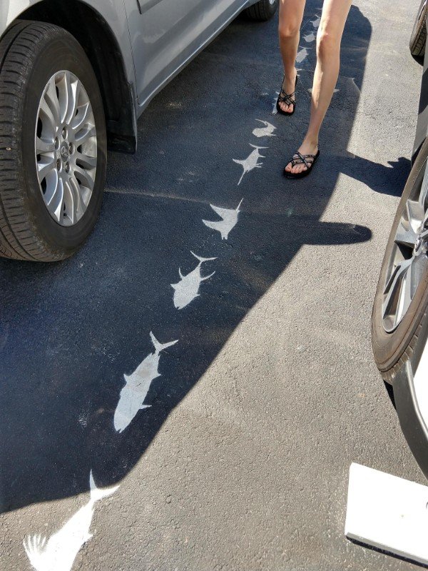 Fish shaped parking lot lines.