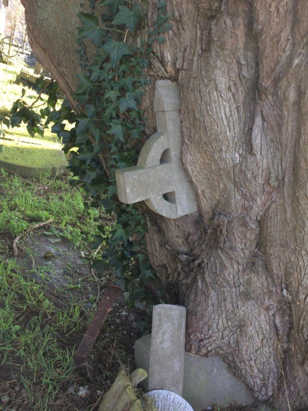 A tree is swallowing this gravestone.