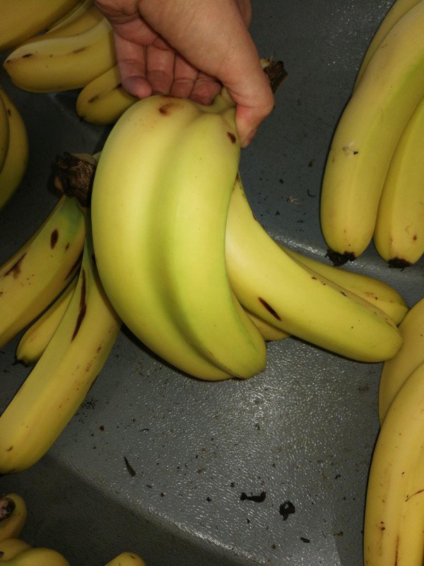 These bananas grew together.