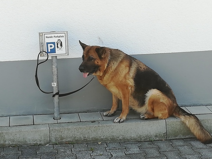 dog parking supermarket
