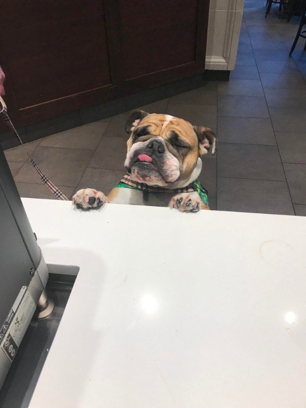 A Starbucks employee was feeling down until he met Teegan, who just wanted a puppachino.