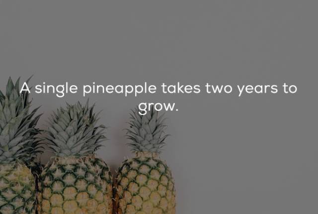 pinatex leather - A single pineapple takes two years to grow.