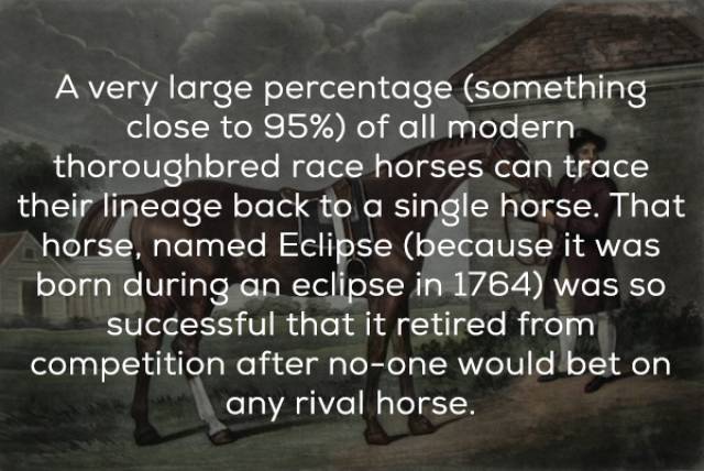 photo caption - A very large percentage something close to 95% of all modern thoroughbred race horses can trace their lineage back to a single horse. That horse, named Eclipse because it was born during an eclipse in 1764 was so successful that it retired