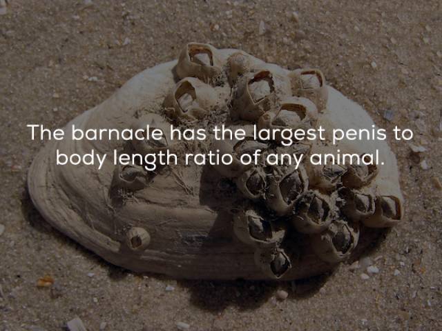 The barnacle has the largest penis to body length ratio of any animal.