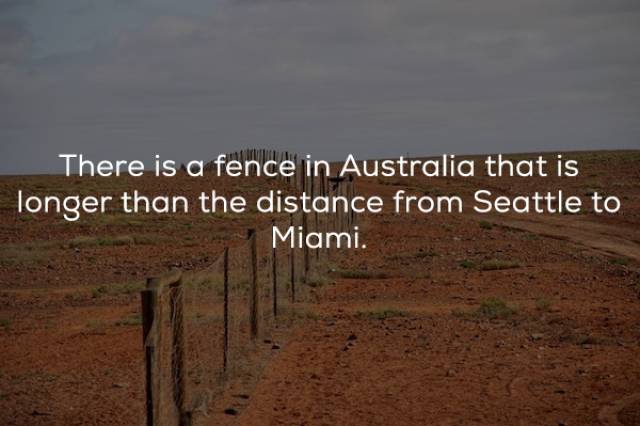soil - There is a fence in Australia that is longer than the distance from Seattle to Miami.