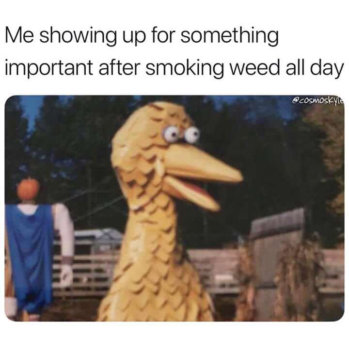 smoking all day meme - Me showing up for something important after smoking weed all day