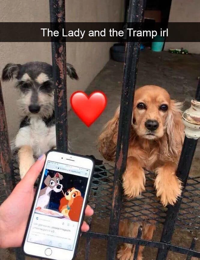 real life lady and the tramp - The Lady and the Tramp irl