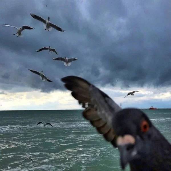 25 Pictures That Required Perfect Timing