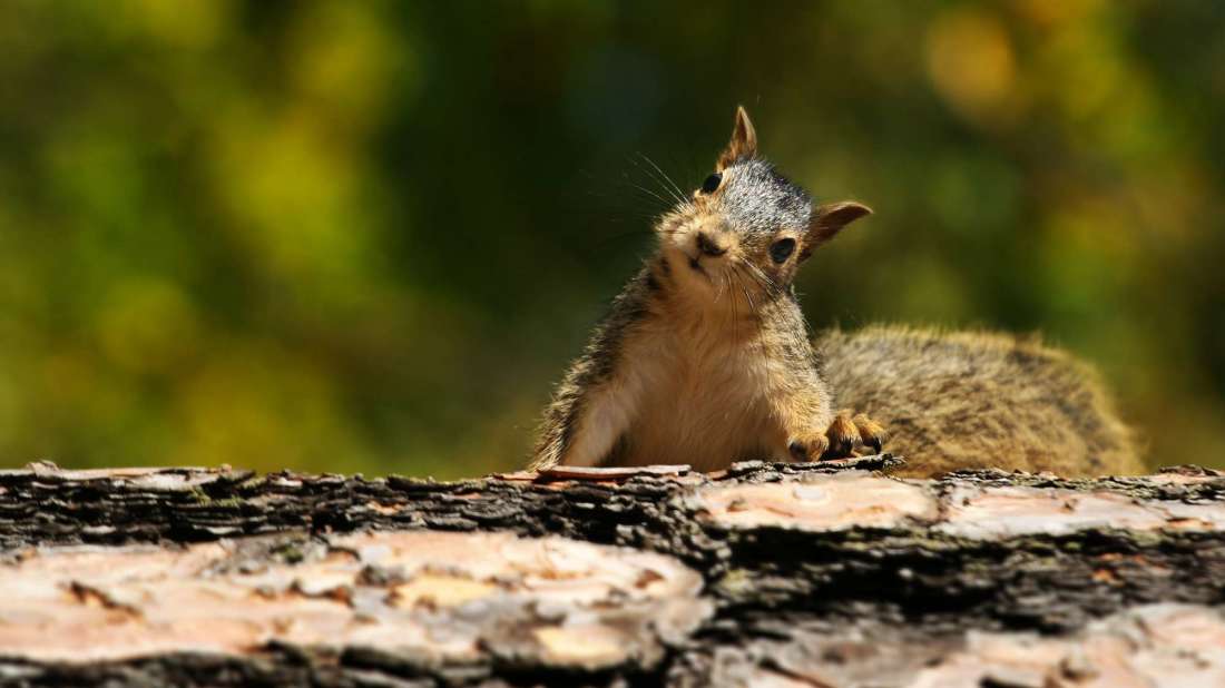 squirrel a rodent