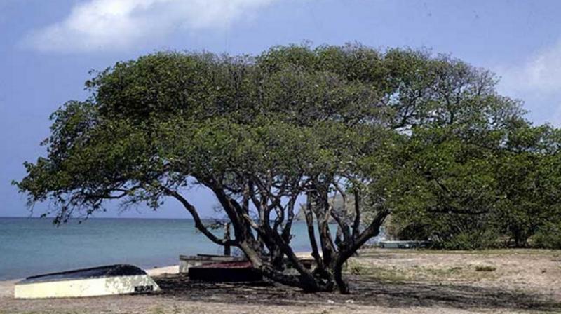 world's most dangerous tree