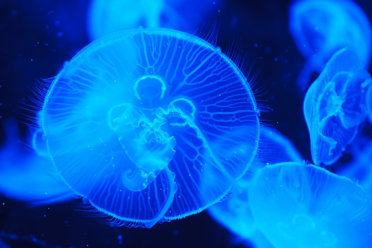 prevagen jellyfish