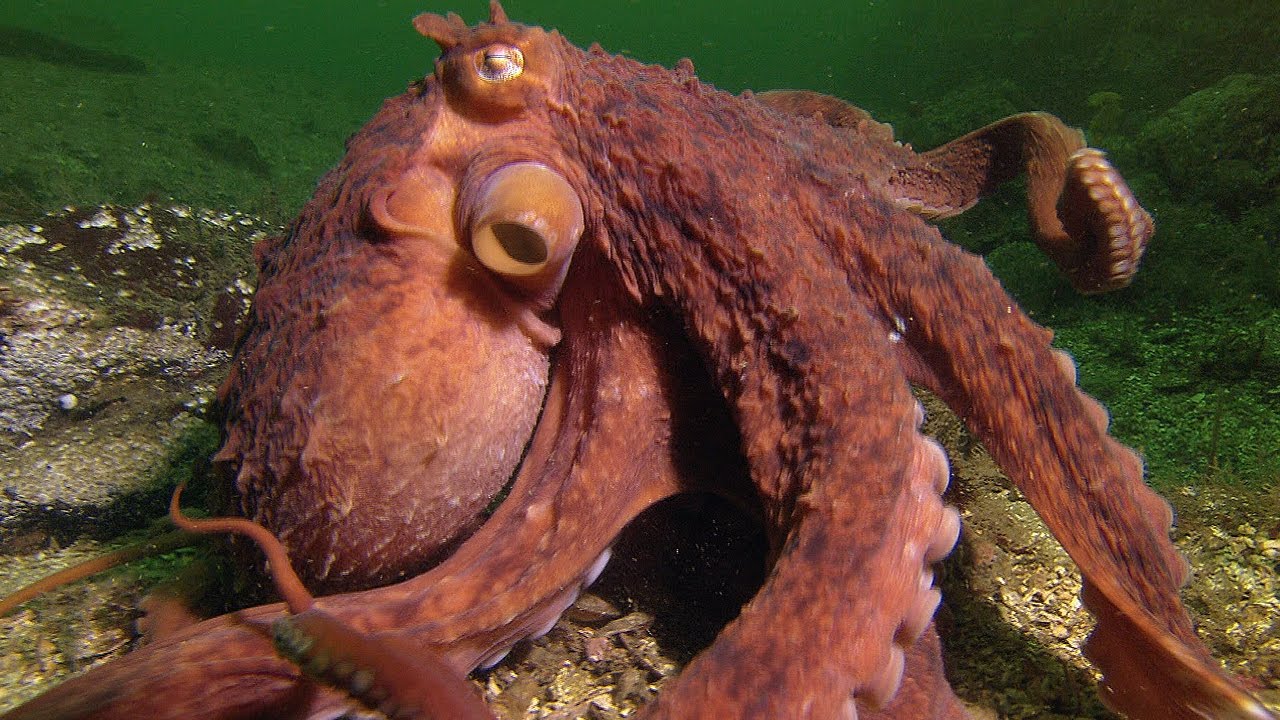 octopus crab