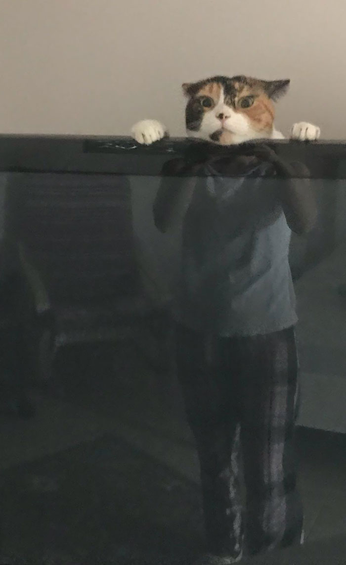 This pics of a cat playing behind the TV.