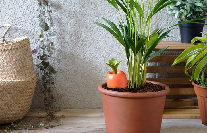 Self watering device.