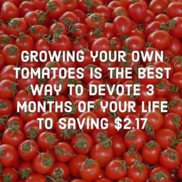 growing your own tomatoes - Growing Your Own Tomatoes Is The Best Way To Devote 3 Months Of Your Life To Saving $2.17