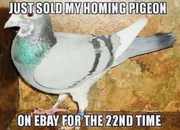 just sold my homing pigeon - Just Sold My Homing Pigeon On Ebay For The 22ND Time