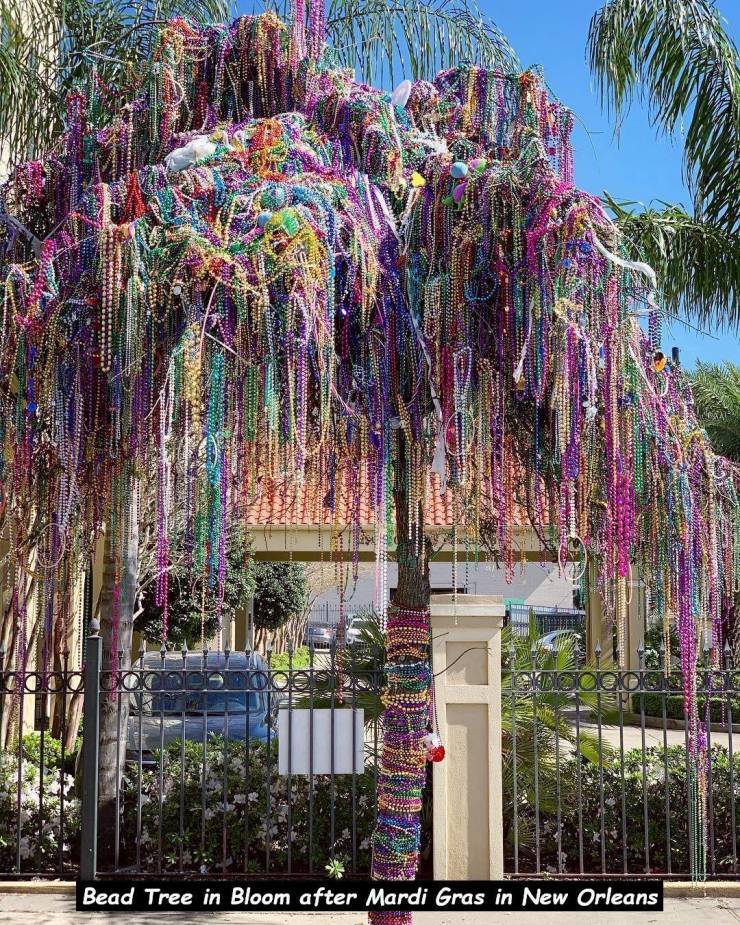 bead tree new orleans - Bo SS2 der Wert On Aan 20 % Bead Tree in Bloom after Mardi Gras in New Orleans