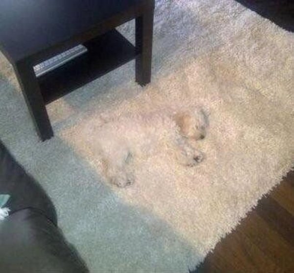 camouflage pics -white dog on white carpet