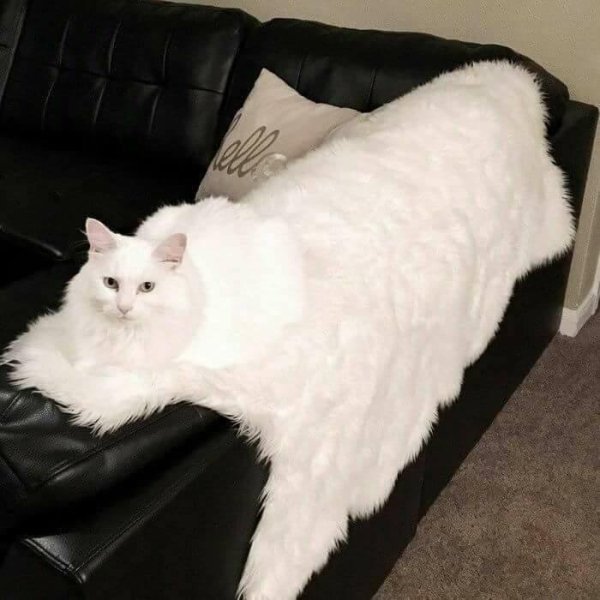 camouflage pics -blanket cat meme