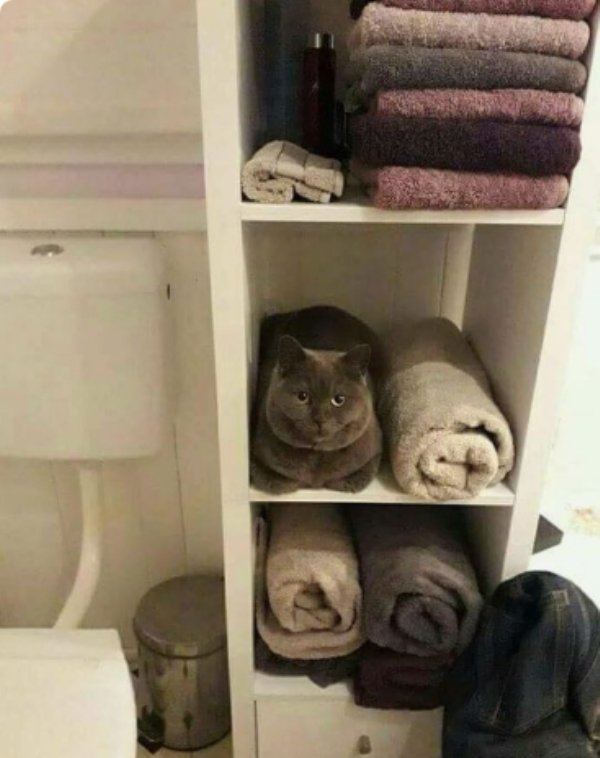 camouflage pics -cat in towel cupboard