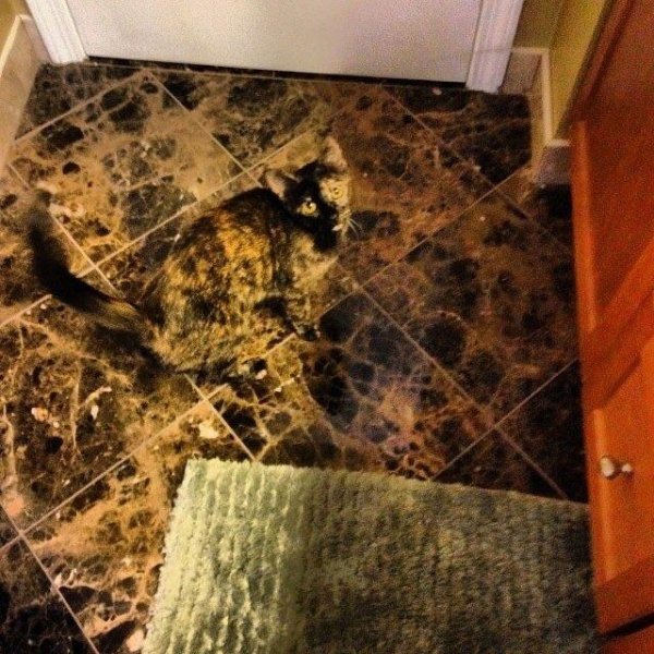 camouflage pics -almost lost my cat