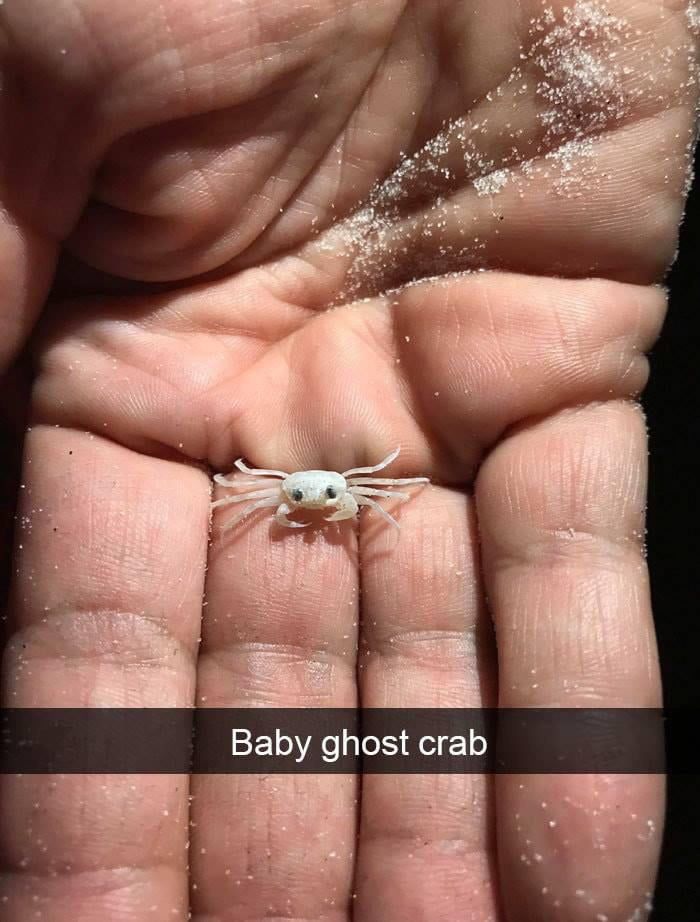baby ghost crabs - Baby ghost crab