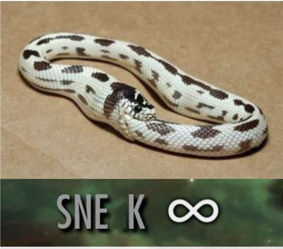 funny snake