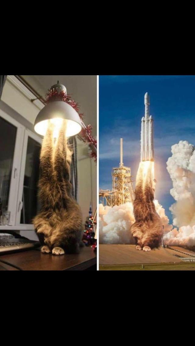 cat rocket light