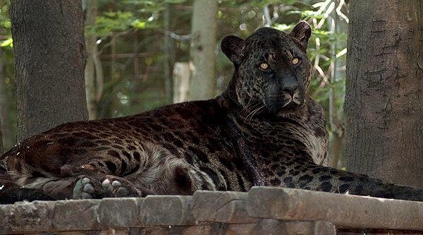 lion and jaguar