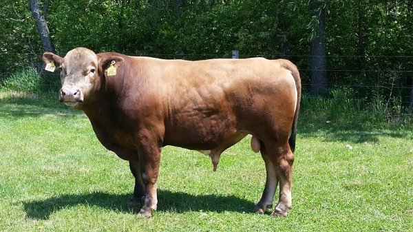 beefalo hybrid