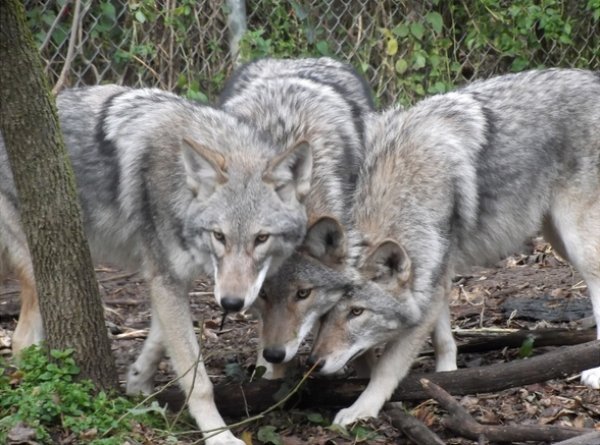 coyote wolf dog hybrid