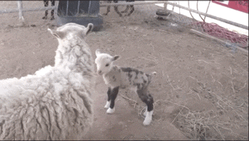 half goat half sheep