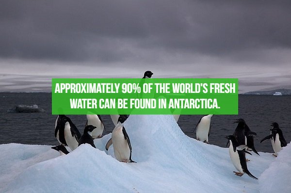 fact penguin in antarctica - Approximately 90% Of The World'S Fresh Water Can Be Found In Antarctica.