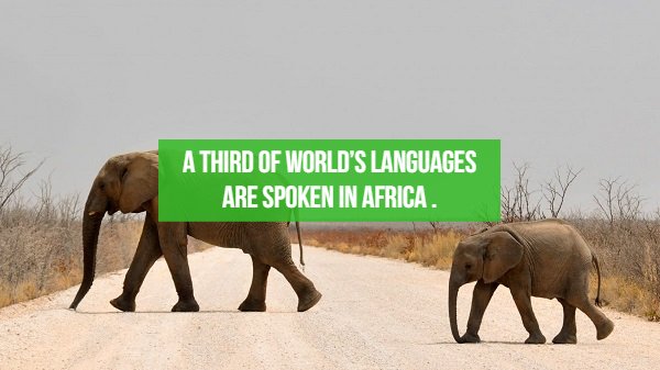 fact A Third Of World'S Languages Are Spoken In Africa.