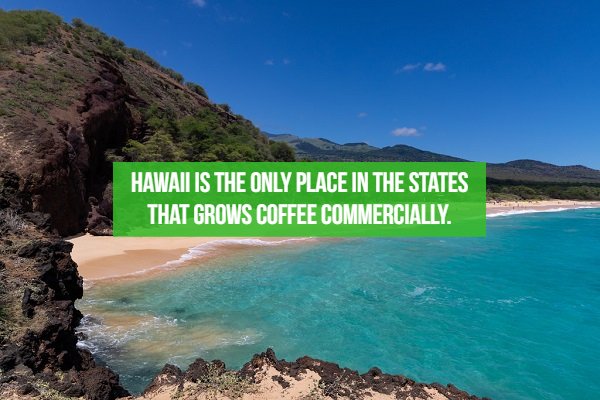 fact Hawaii - Hawailis The Only Place In The States That Grows Coffee Commercially.
