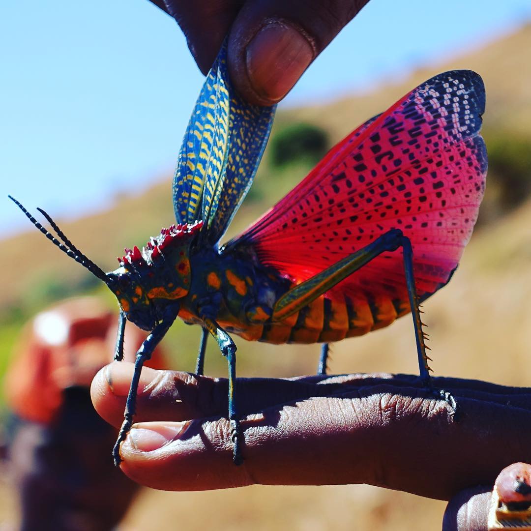 malagasy grasshopper