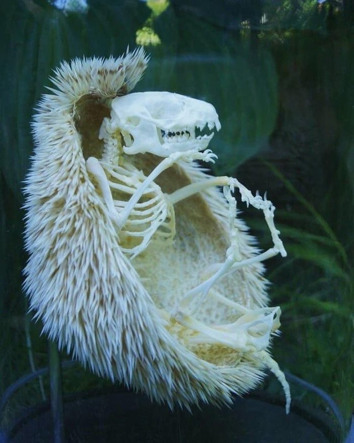 hedgehog skeleton