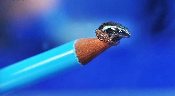 world's smallest poisonous frog