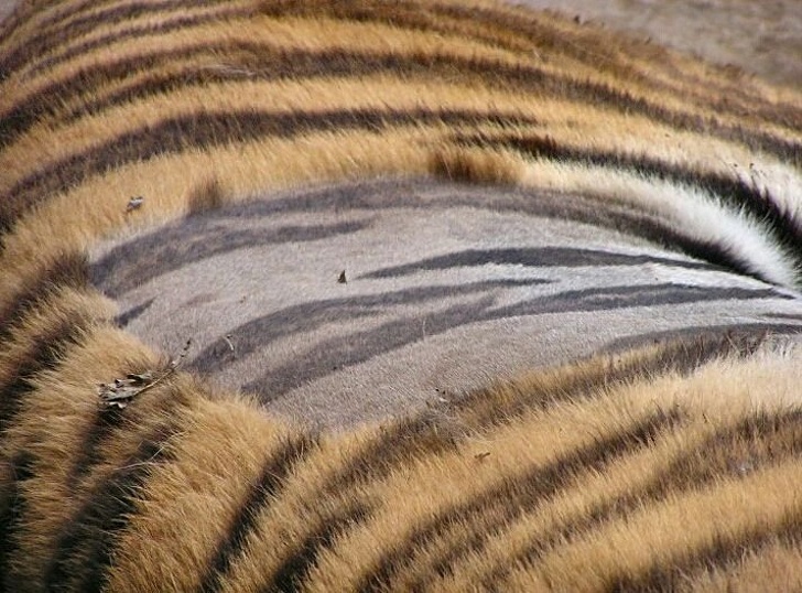 shaved tiger skin